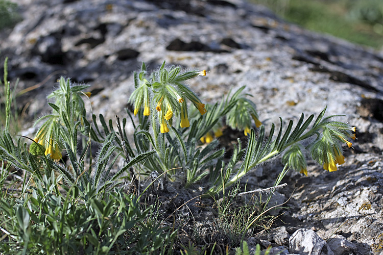 Image of Onosma irritans specimen.