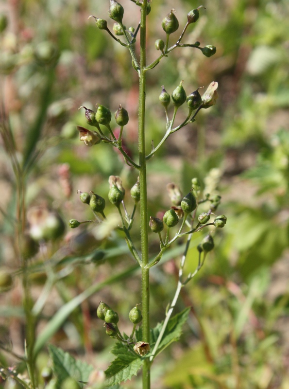 Изображение особи Scrophularia nodosa.