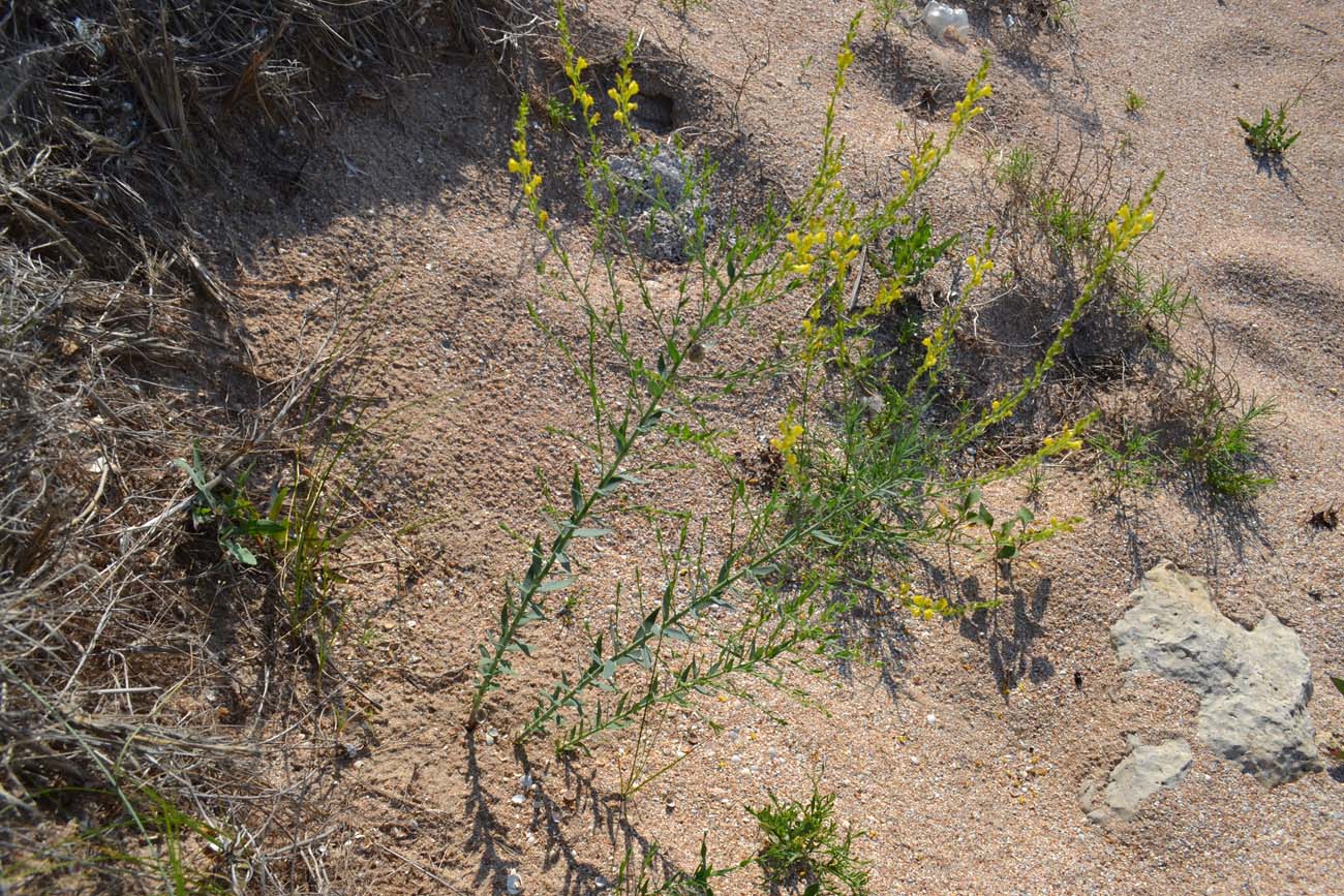 Изображение особи Linaria genistifolia.