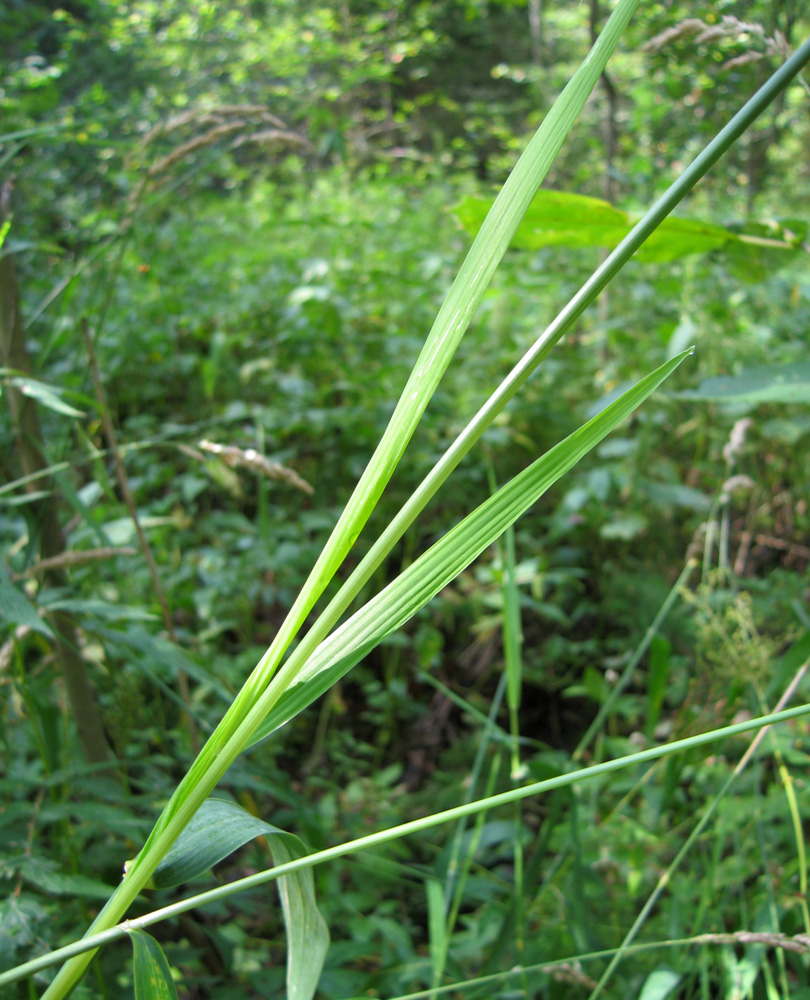 Image of Phalaroides arundinacea specimen.