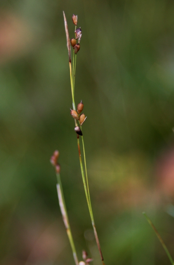 Image of Carex alba specimen.