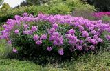 Phlox paniculata