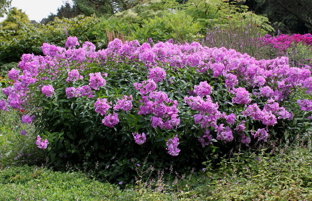 Image of Phlox paniculata specimen.