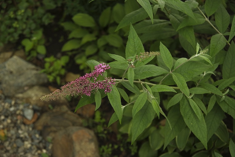 Image of genus Buddleja specimen.