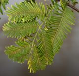 Metasequoia glyptostroboides. Веточка. Германия, г. Кемпен, в парке. 09.09.2012.