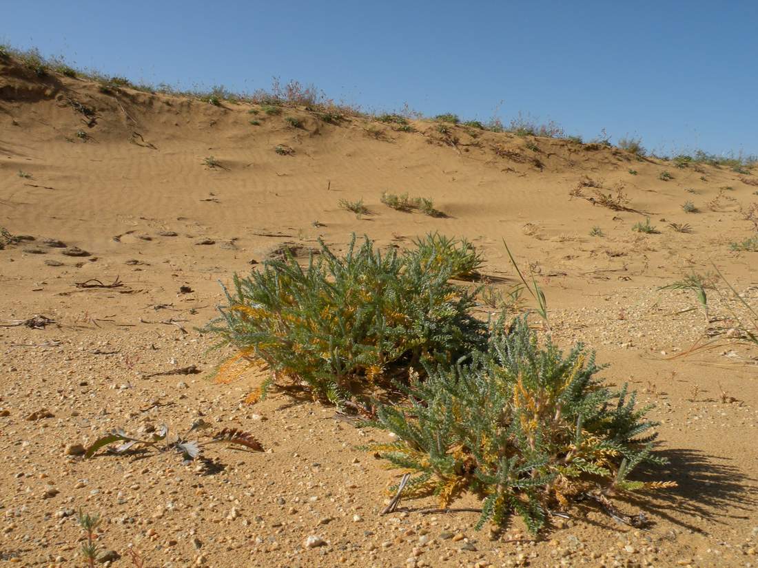 Изображение особи Oxytropis lanata.
