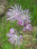 Thalictrum aquilegiifolium