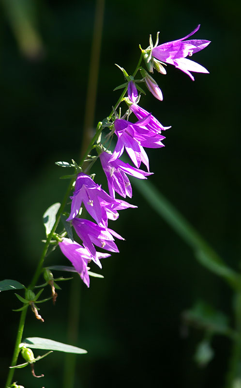 Изображение особи Campanula rapunculoides.
