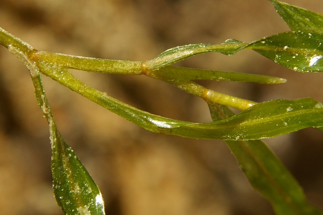 Image of genus Potamogeton specimen.