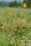 Trollius macropetalus