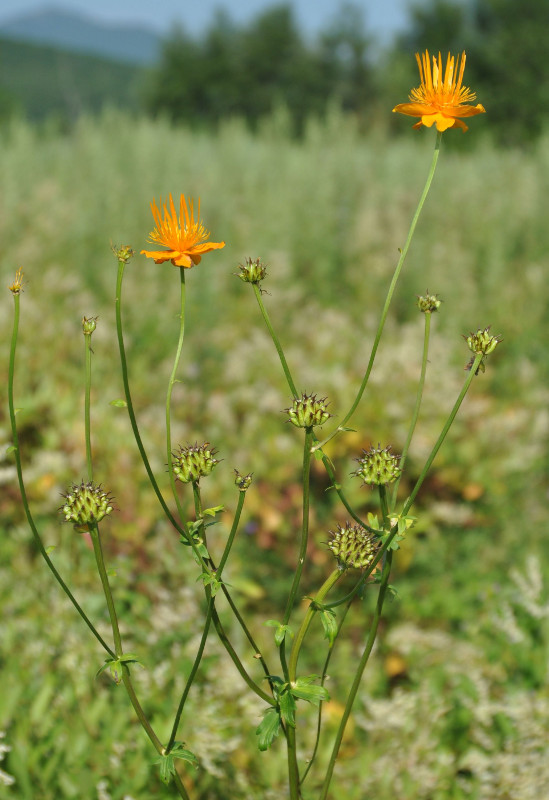 Изображение особи Trollius macropetalus.