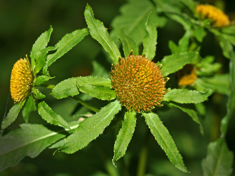 Изображение особи Bidens radiata.