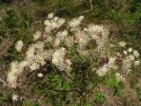 Thalictrum contortum. Соцветие. Хабаровский край, Ванинский р-н, окр. пос. Высокогорный. 13.06.2012.