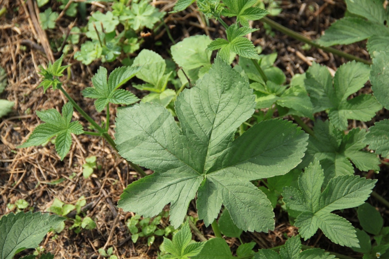 Изображение особи Humulopsis scandens.