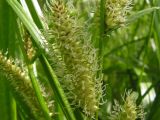 Carex rhynchophysa. Женское соцветие. Хабаровский край, Ванинский р-н, окр. пос. Высокогорный. 12.06.2012.