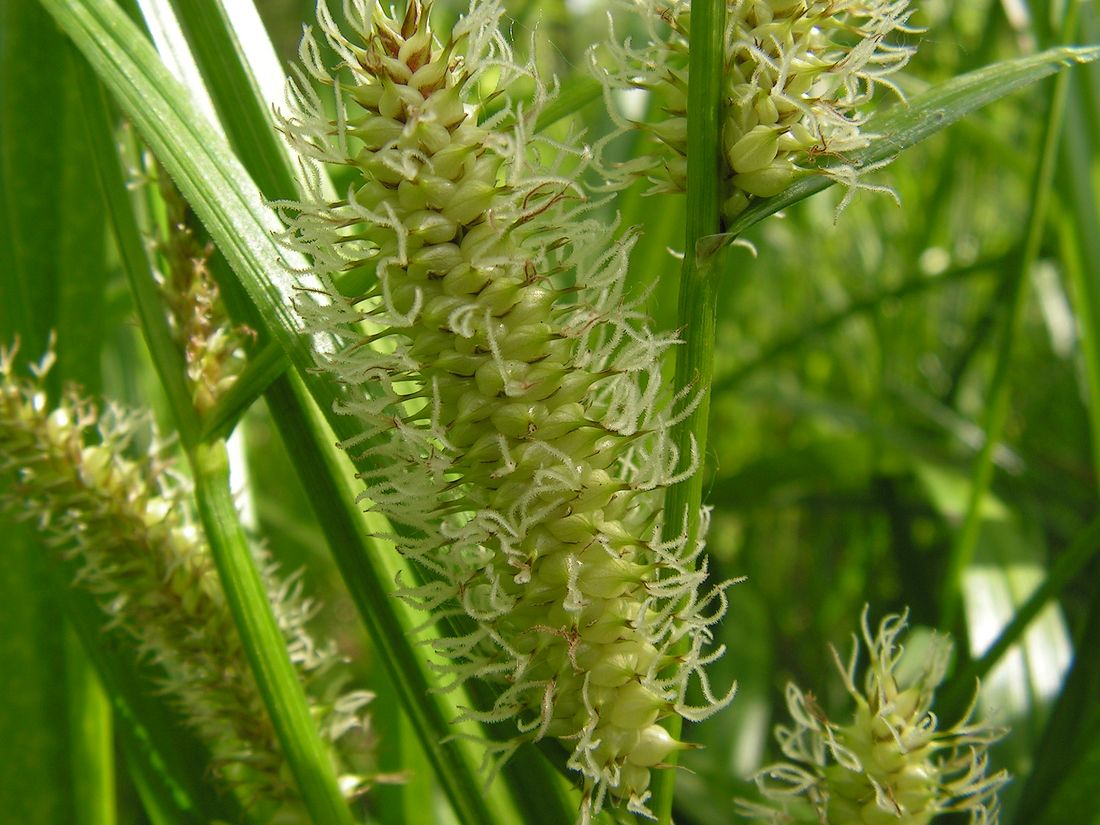 Изображение особи Carex rhynchophysa.