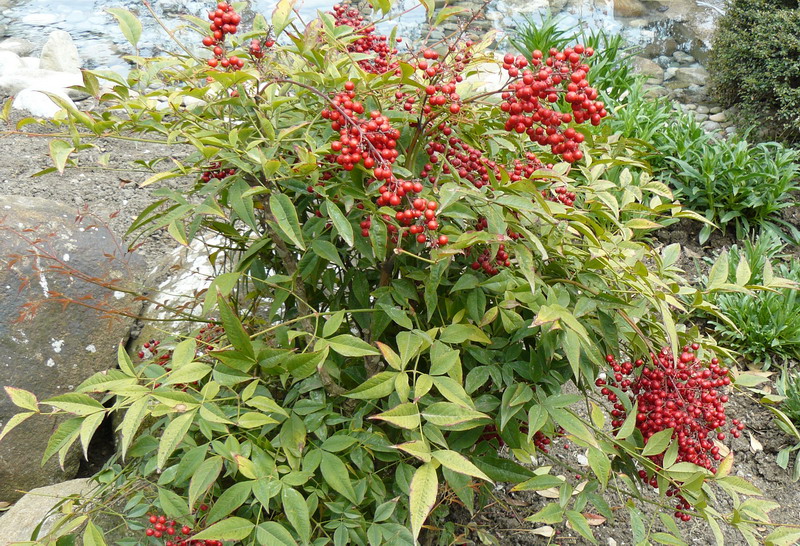 Изображение особи Nandina domestica.