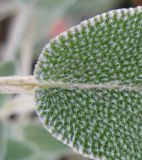 Salvia officinalis. Основание листовой пластинки. Израиль, г. Беэр-Шева, городское озеленение. 15.12.2012.