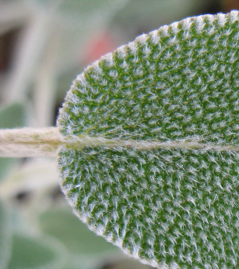 Image of Salvia officinalis specimen.