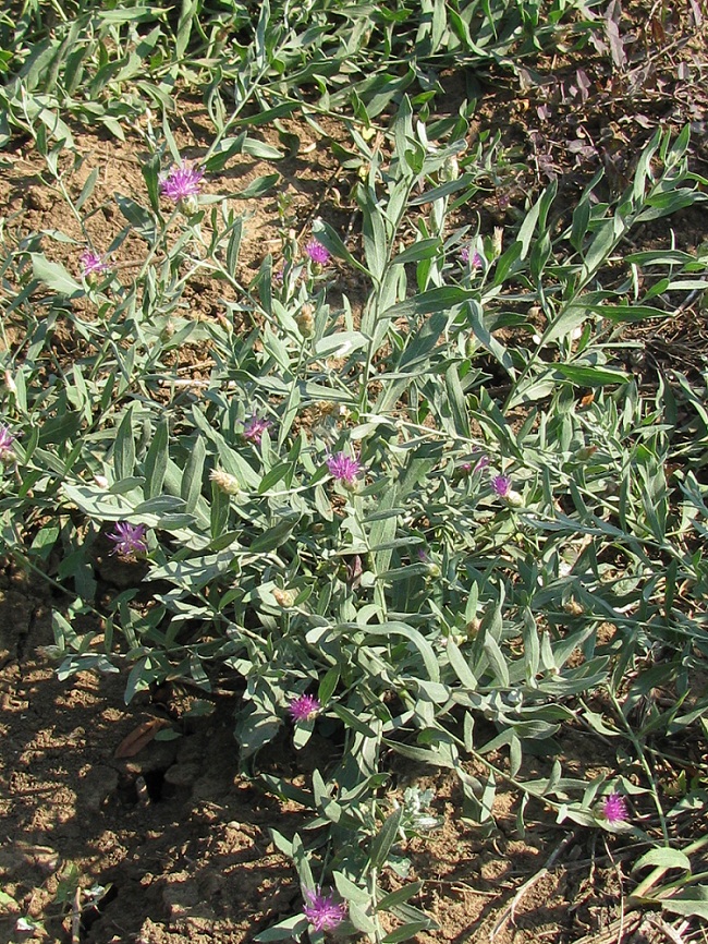 Image of Acroptilon repens specimen.