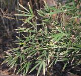 genus Phyllostachys