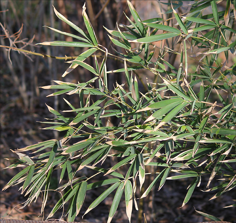 Изображение особи род Phyllostachys.