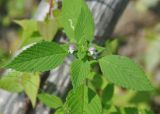 Galeopsis bifida. Верхушка цветущего растения. Приморье, Сихотэ-Алинь, долина р. Заболоченная. 08.08.2012.