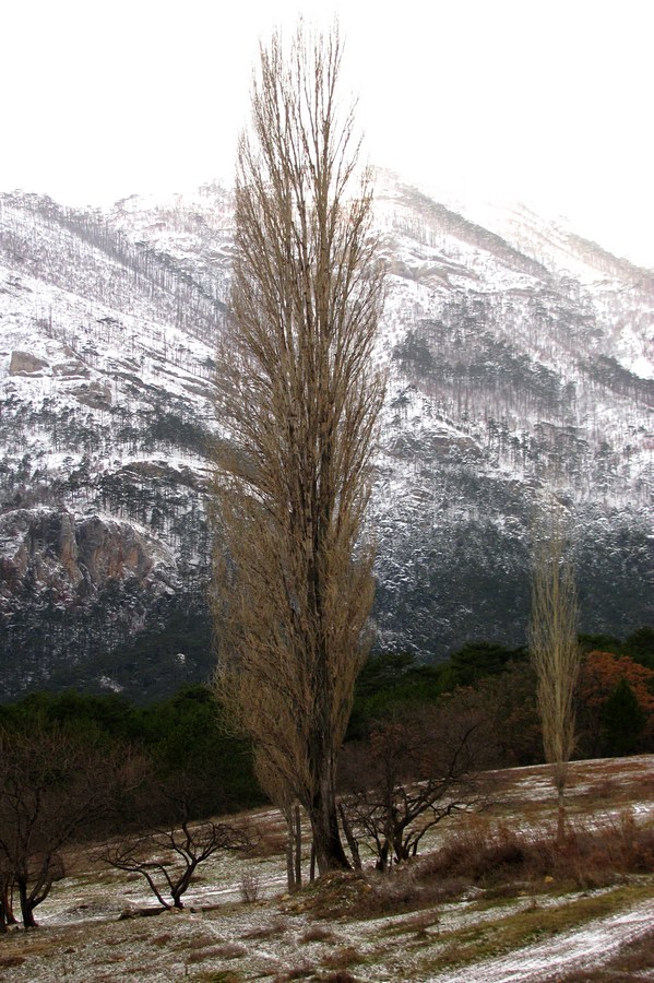 Изображение особи Populus italica.