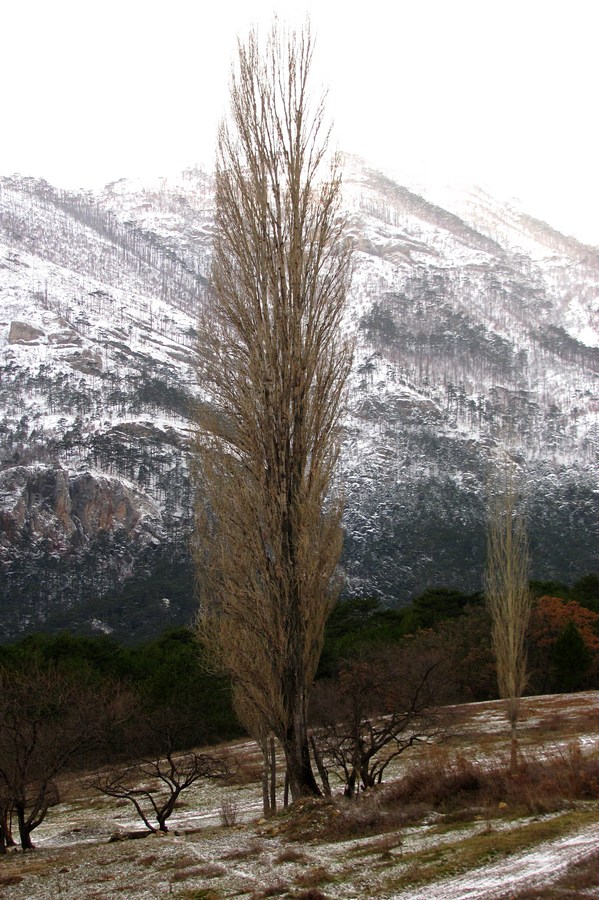 Image of Populus italica specimen.