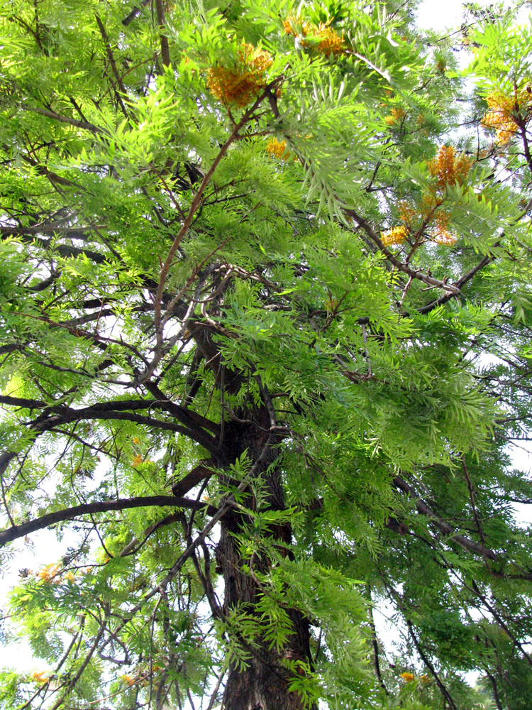 Image of Grevillea robusta specimen.