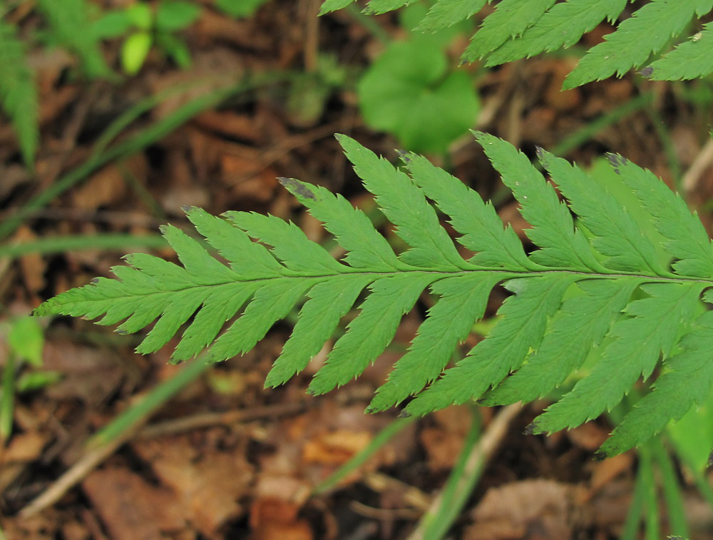 Image of Dryopteris goeringiana specimen.