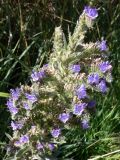 Echium vulgare