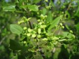 Euonymus europaeus