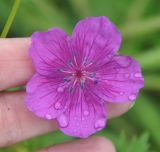 Geranium soboliferum. Цветок. Приморье, Сихотэ-Алинь, устье р. Джигитовка. 04.08.2012.