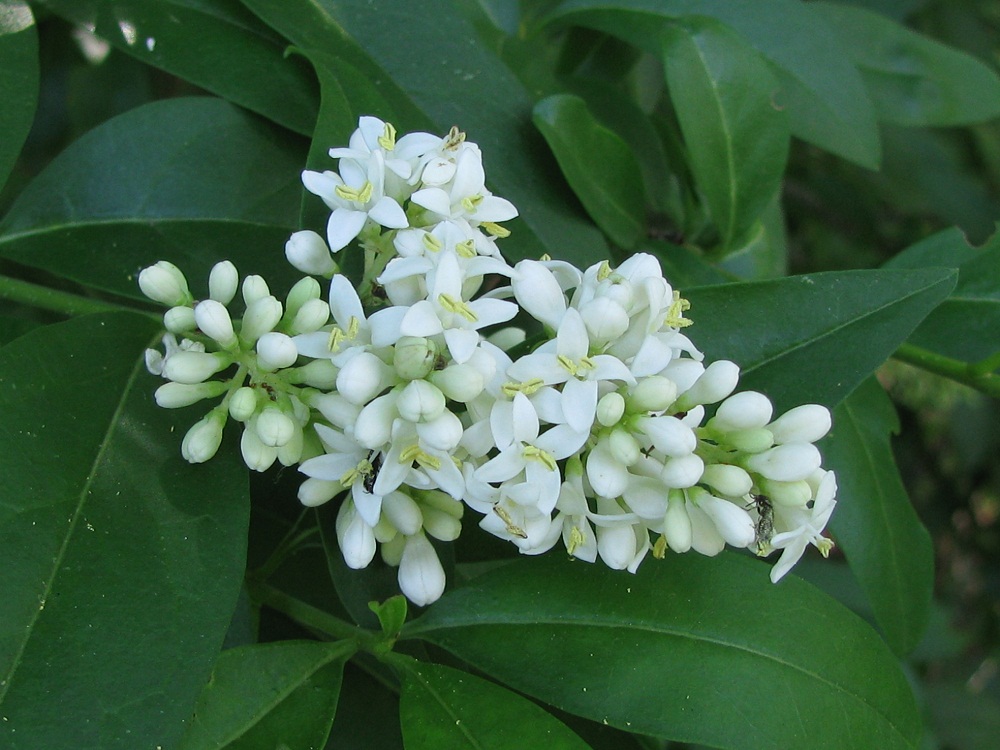 Изображение особи Ligustrum vulgare.