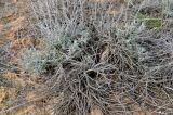 Смотреть изображение род Artemisia