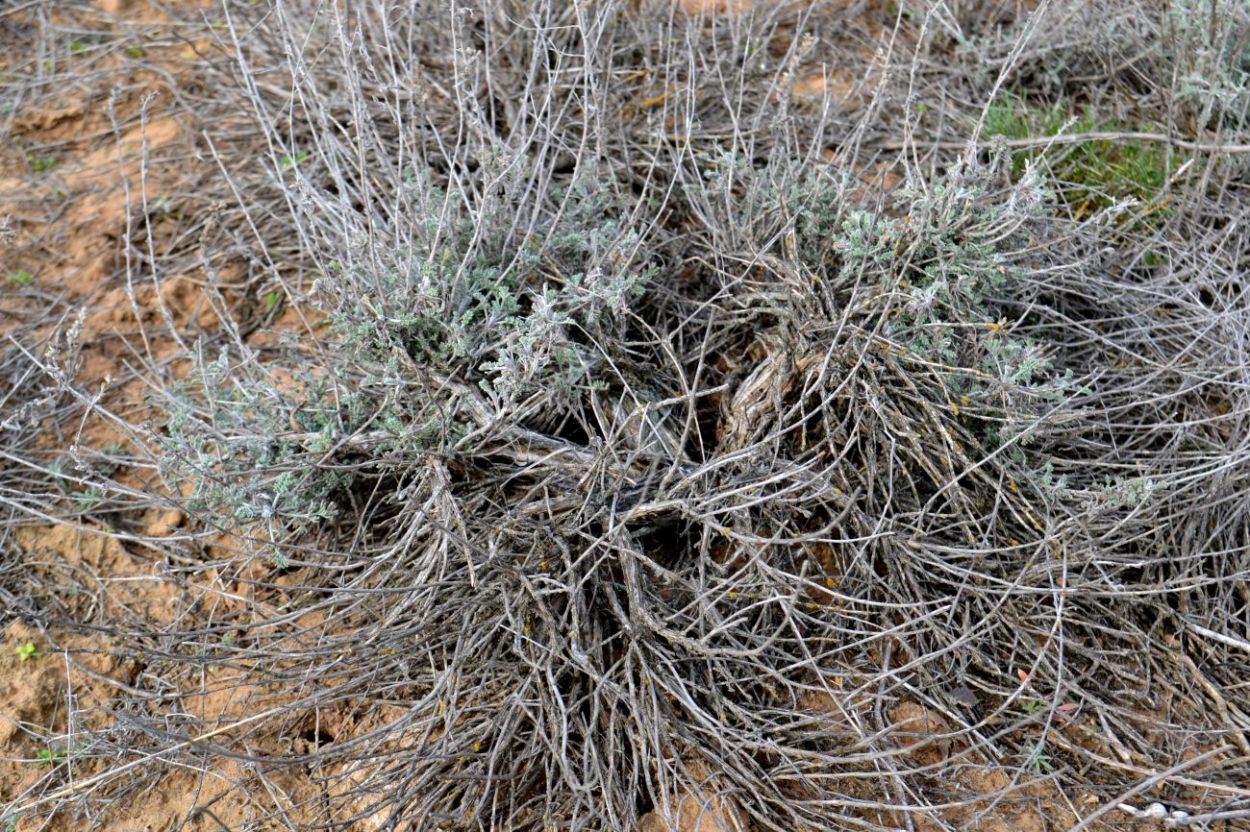 Image of genus Artemisia specimen.