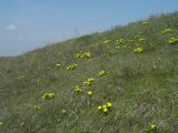 Adonis vernalis