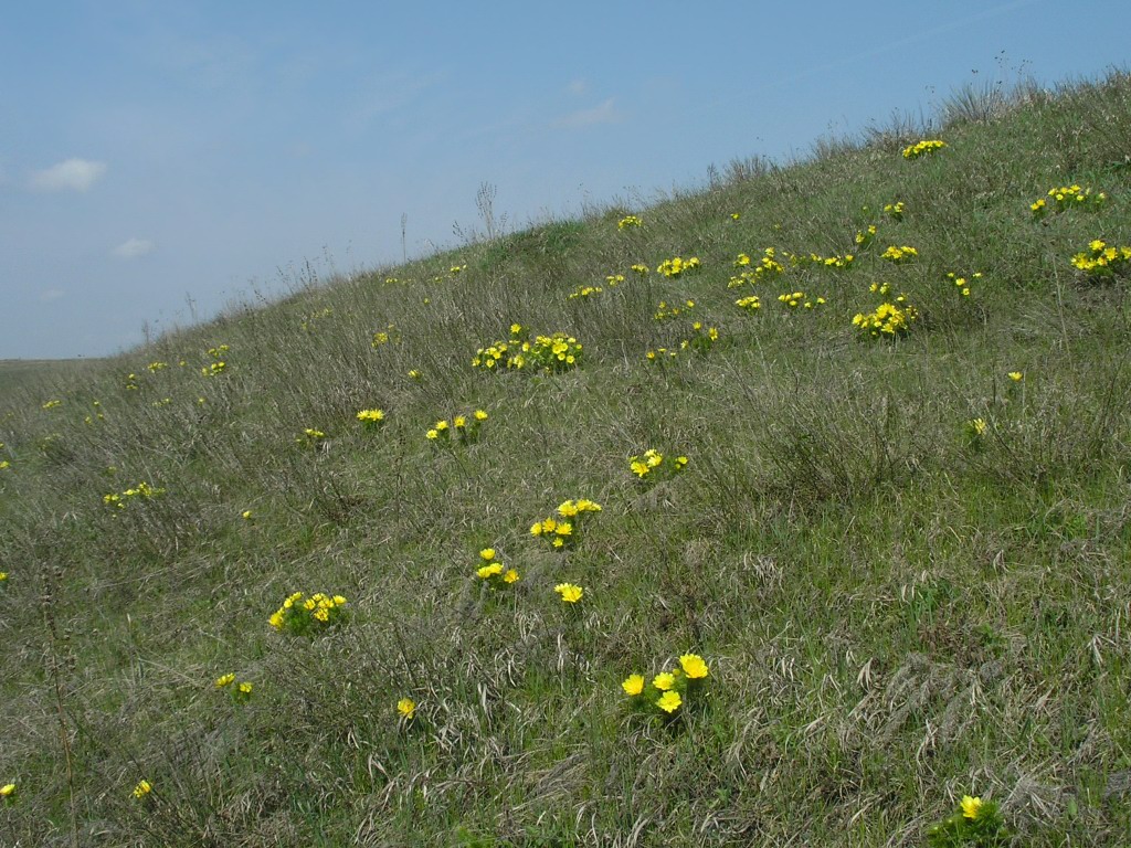 Изображение особи Adonis vernalis.