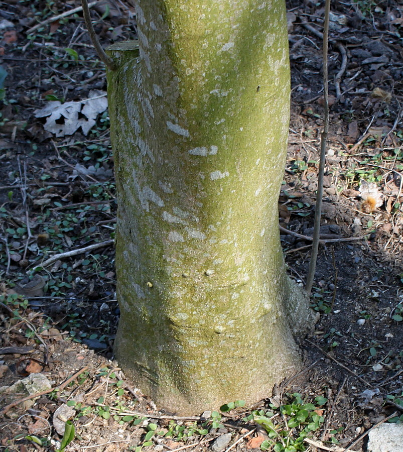 Image of Alangium platanifolium specimen.