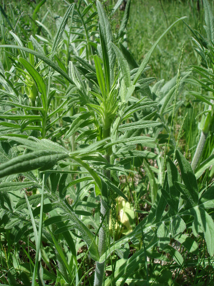 Image of Knautia arvensis specimen.