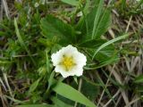 Fragaria campestris. Цветущее растение. Крым, Ялта, Ялтинская яйла. 29.05.2009.