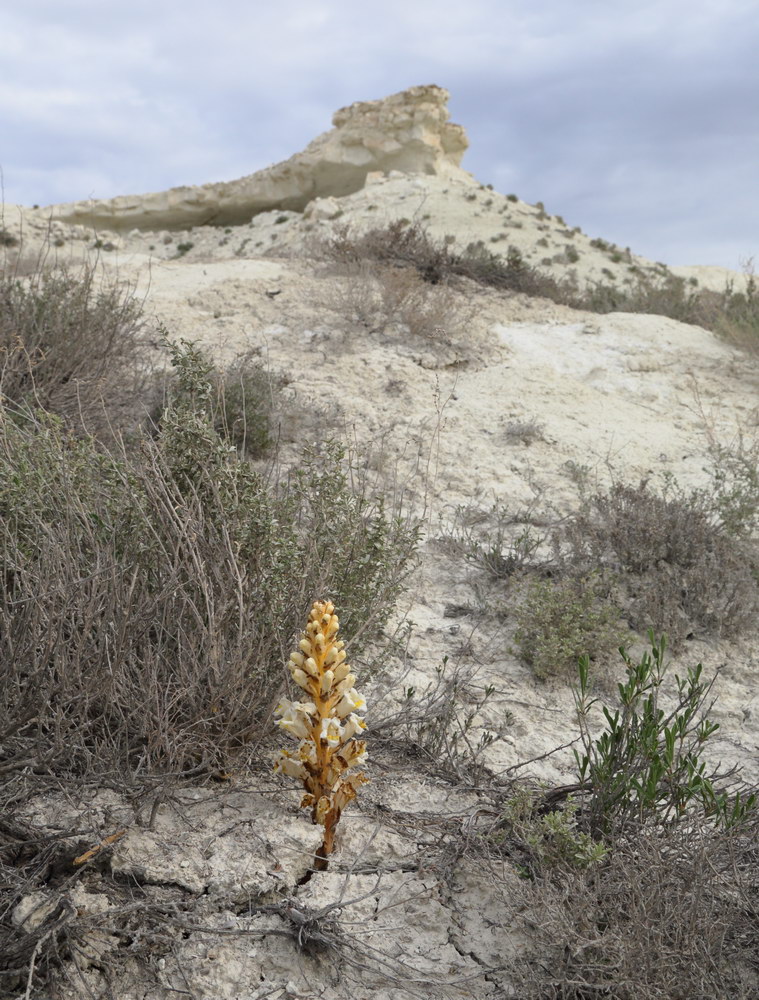 Image of Cistanche trivalvis specimen.