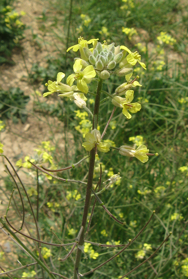 Изображение особи Sisymbrium orientale.