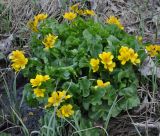 Caltha polypetala. Цветущее растение. Армения, Вайоц Дзор, Джермук. 03.05.2013.