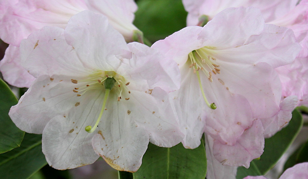 Изображение особи Rhododendron fortunei.
