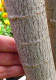 Image of taxon representative. Author is Марина Рыбка
