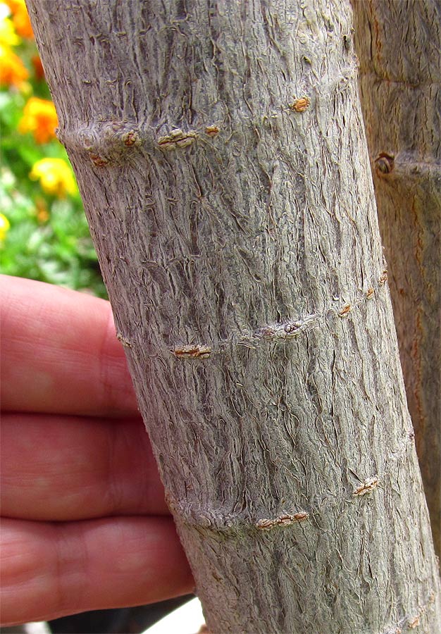 Image of Euphorbia cotinifolia specimen.