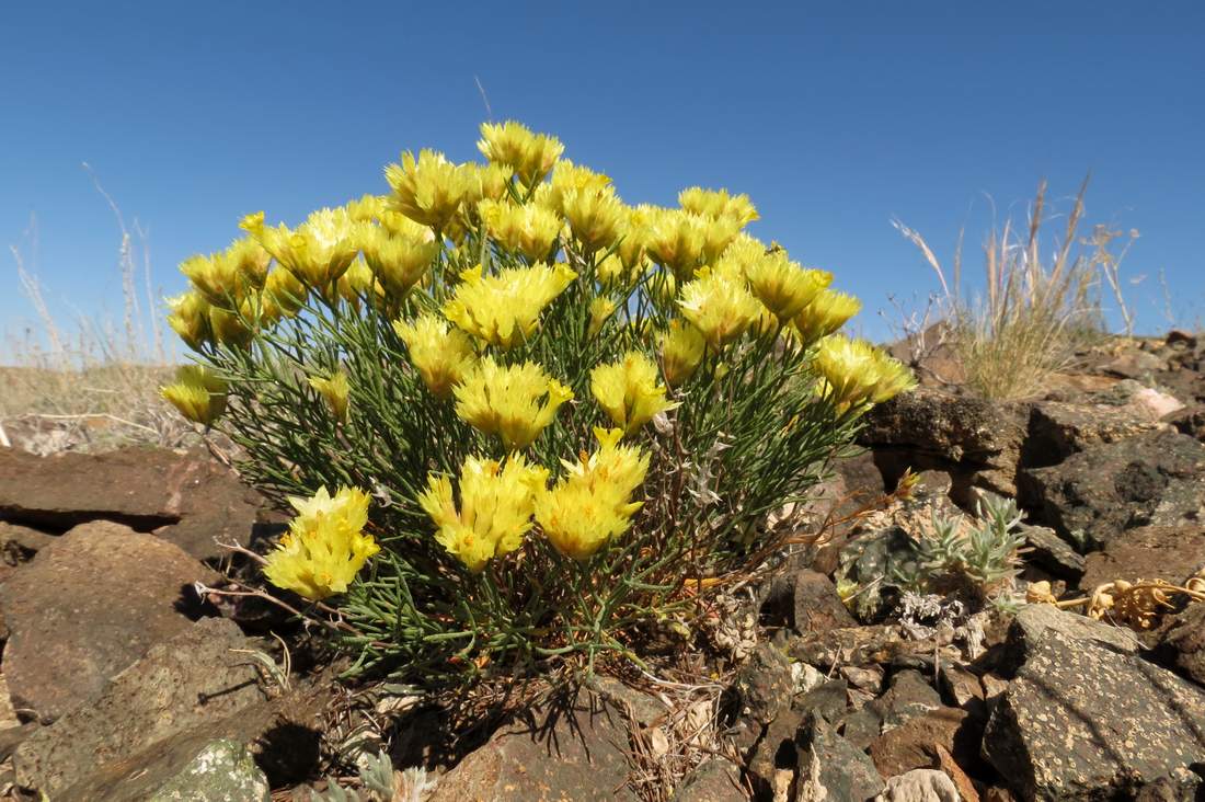 Image of Limonium chrysocomum specimen.