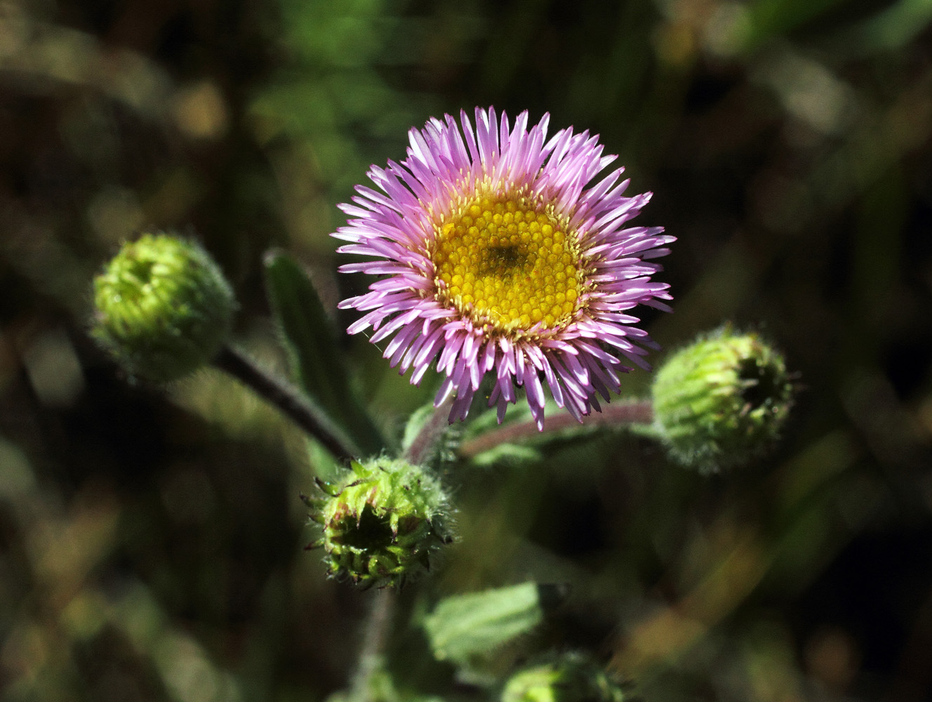 Изображение особи Erigeron pseudoseravschanicus.